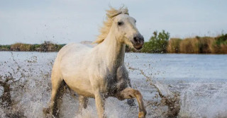 Conheça o Cavalo Camargue: A beleza do sul da França