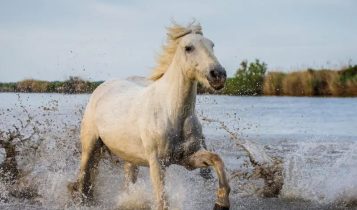 Conheça o Cavalo Camargue: A beleza do sul da França