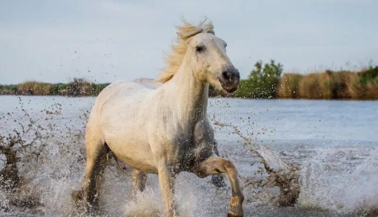 Conheça o Cavalo Camargue: A beleza do sul da França