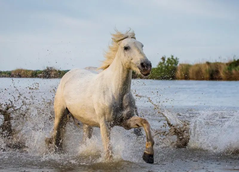 Conheça o cavalo Camargue, uma das raças mais antigas do mundo