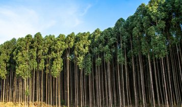 Afinal, o cultivo de eucalipto é mesmo prejudicial ao meio ambiente?