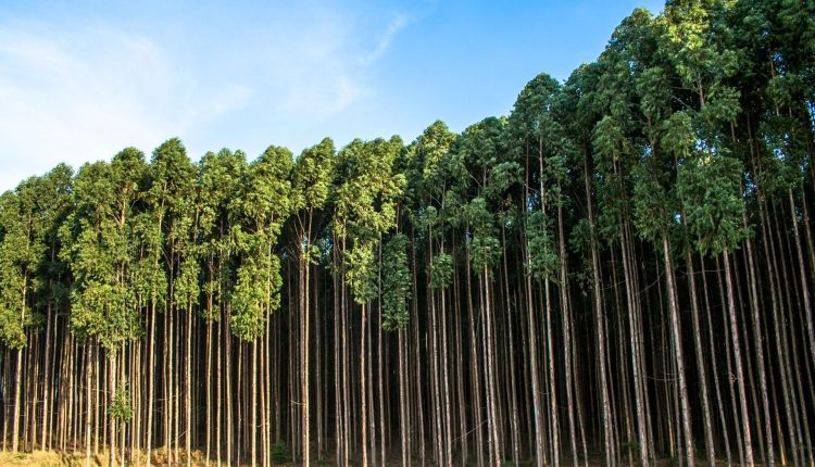 Afinal, o cultivo de eucalipto é mesmo prejudicial ao meio ambiente?