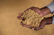 soja grao sojicultor