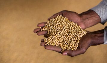 soja grao sojicultor