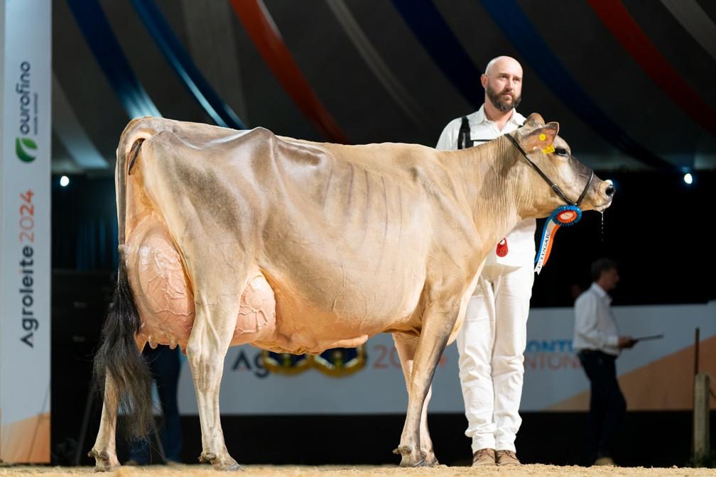 Conheça a Fazenda Lago Dourada, reconhecida como a mais tecnificada da raça Jersey