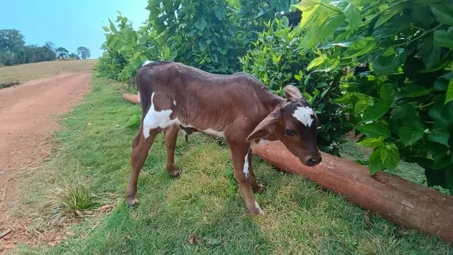 Capal promove desenvolvimento genético com projeto de inseminação artificial em SP