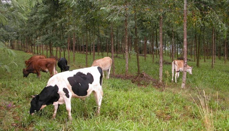 Setor pede mais participação na elaboração da NDC brasileira e do Plano Clima