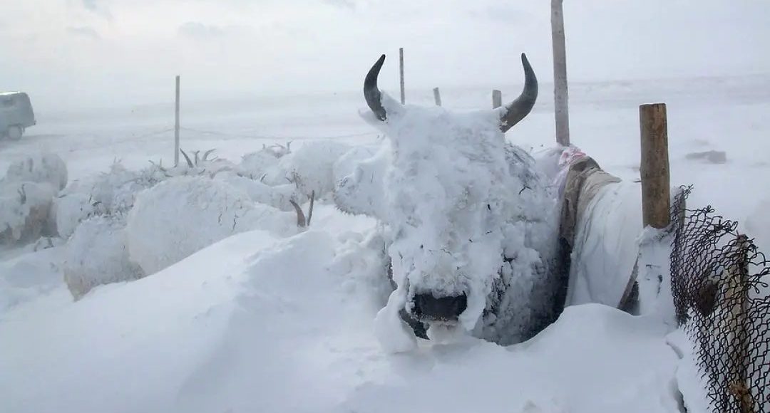 Conheça o bovino raro que resiste a invernos de -50°C