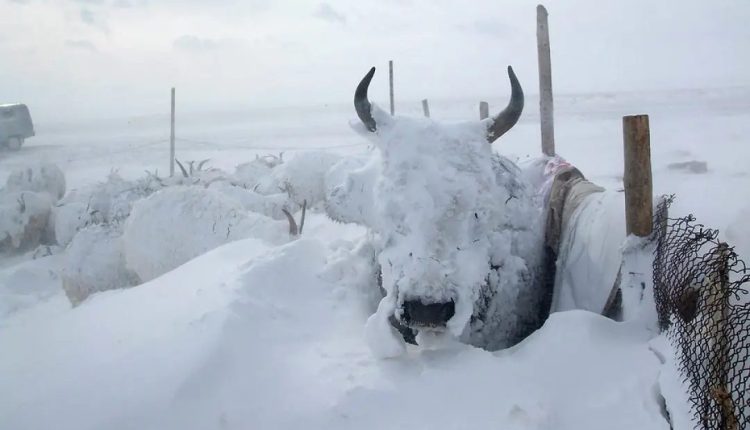 Conheça o bovino raro que resiste a invernos de -50°C