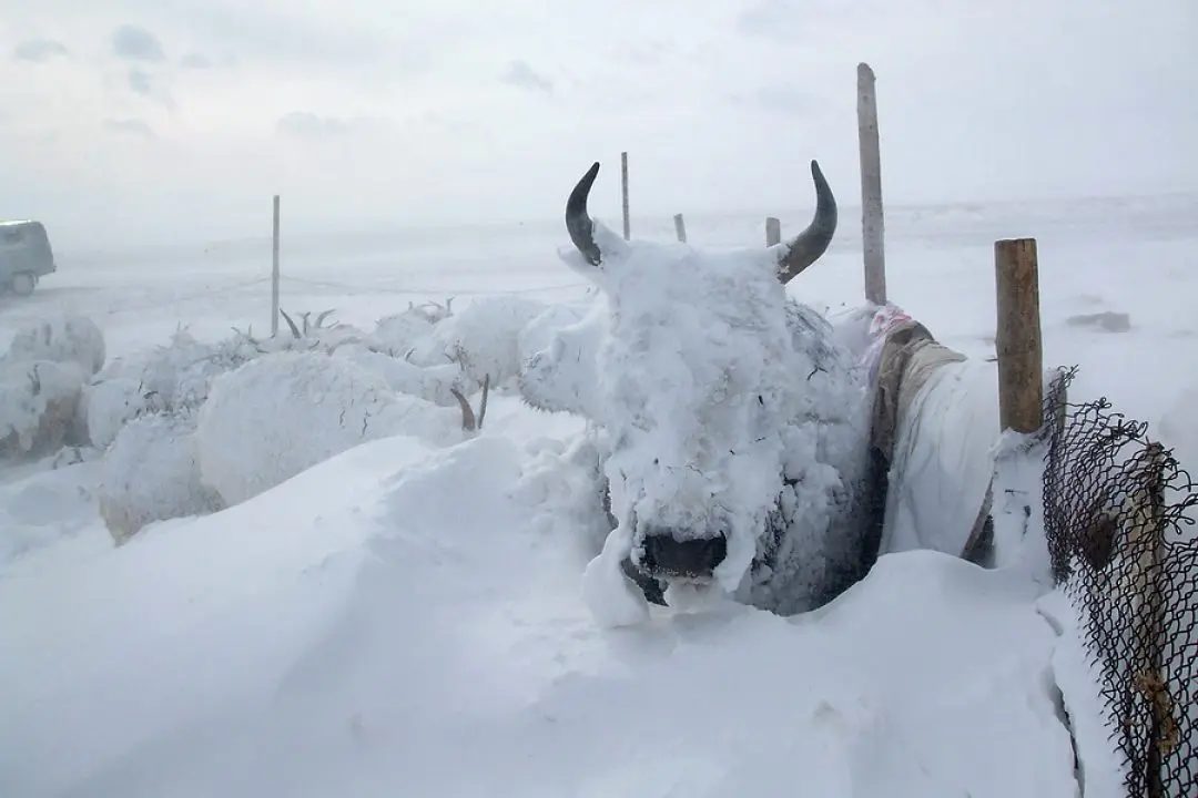 Conheça o bovino raro que resiste a invernos de -50°C