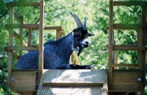 Reconhecida por sua pelagem azulada ou cinza-azulada, a cabra azul é resultado de um processo de seleção natural que começou com a introdução de cabras portuguesas no Brasil, no século XVI.