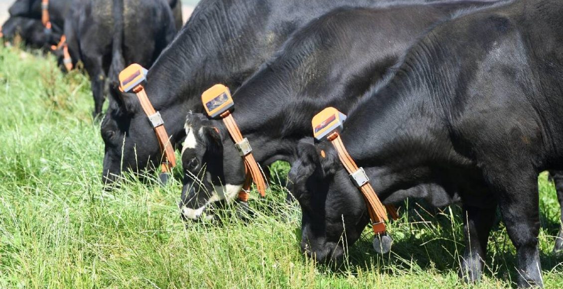 Empresa lança 'cerca virtual' revolucionária para manejo de bovinos