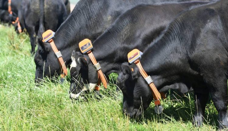 Empresa lança 'cerca virtual' revolucionária para manejo de bovinos