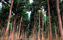 Negócio Florestal: investidores apostam em árvores para colher aposentadoria