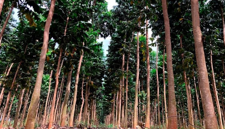 Negócio Florestal: investidores apostam em árvores para colher aposentadoria