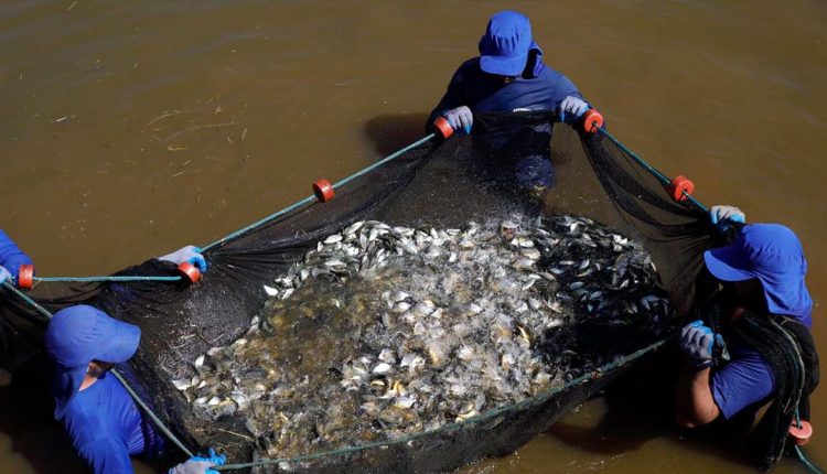 Usina solta 750 mil peixes no rio Paraná