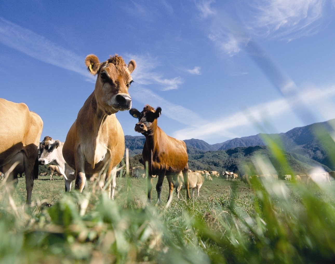 LIC e VikingGenetics: Aliança Estratégica para Impulsionar a Diversidade Genética da Raça Jersey