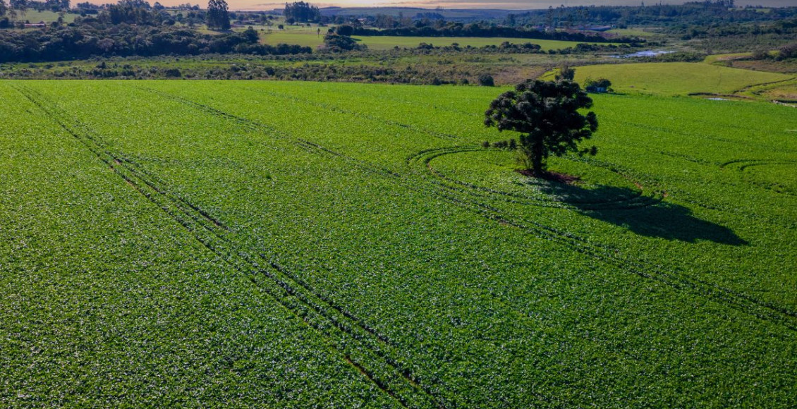 3 pontos da lei antidesmatamento que afetam o agronegócio brasileiro