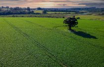 3 pontos da lei antidesmatamento que afetam o agronegócio brasileiro