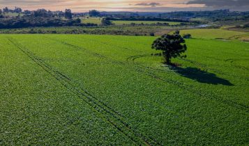 3 pontos da lei antidesmatamento que afetam o agronegócio brasileiro