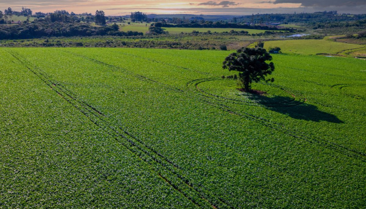 3 pontos da lei antidesmatamento que afetam o agronegócio brasileiro