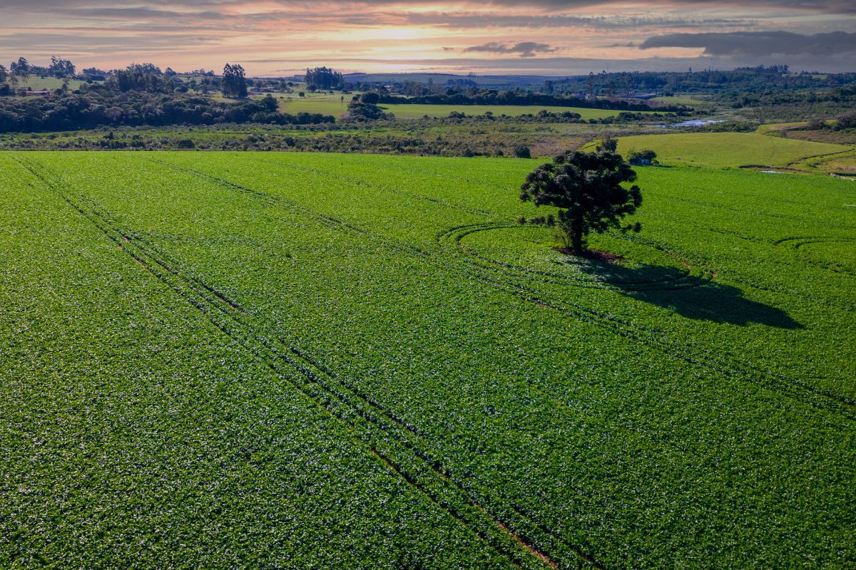 3 pontos da lei antidesmatamento que afetam o agronegócio brasileiro