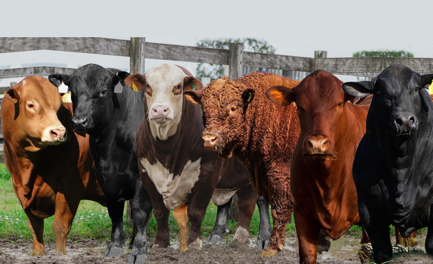 maiores vendedores de taurinos do brasil - limousin angus braford devon senepol e brangus