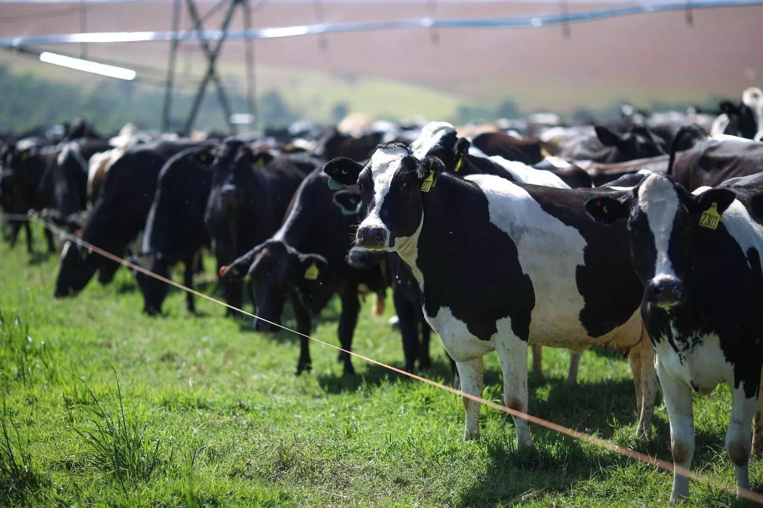 Estratégias para potencializar a produção de leite no verão