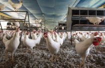 Crise dos ovos nos EUA reforça a necessidade da gestão de riscos no agronegócio