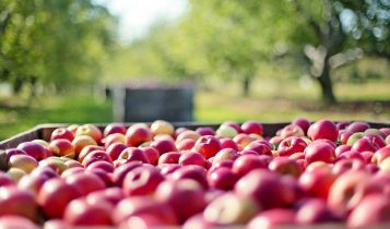 Brasil Frutícola 2026: Você sabe qual é a fruta campeã de produção no seu estado?