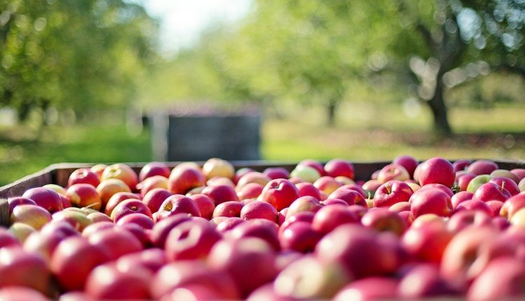 pomi frutas rei da maca