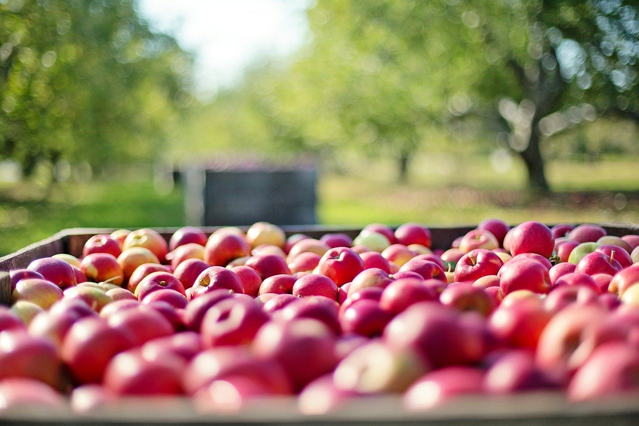 pomi frutas rei da maca