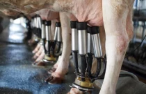 Leite Fazenda Bela Vista