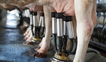 Leite Fazenda Bela Vista