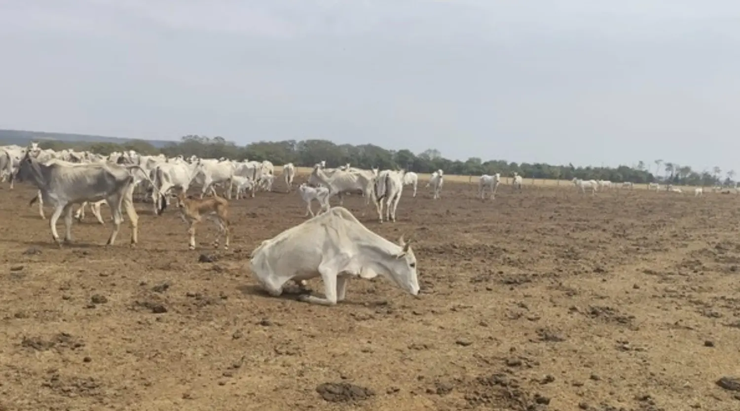 produtor deixa gado morrer de fome