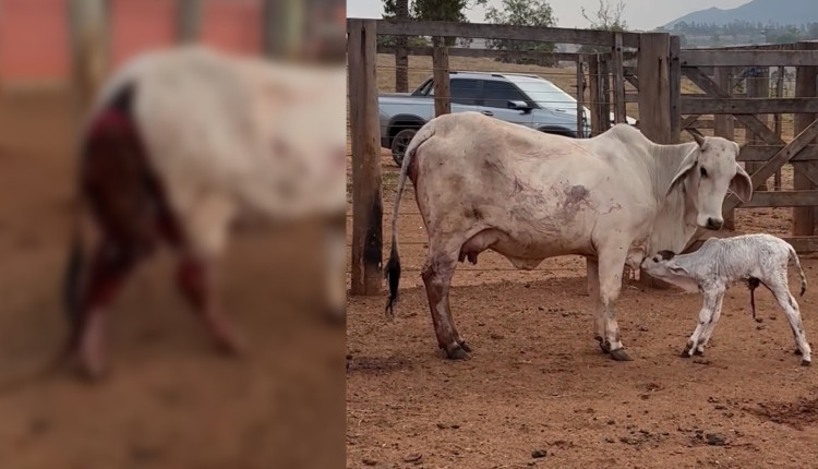 prolapso uterino de vaca nelore pos parto