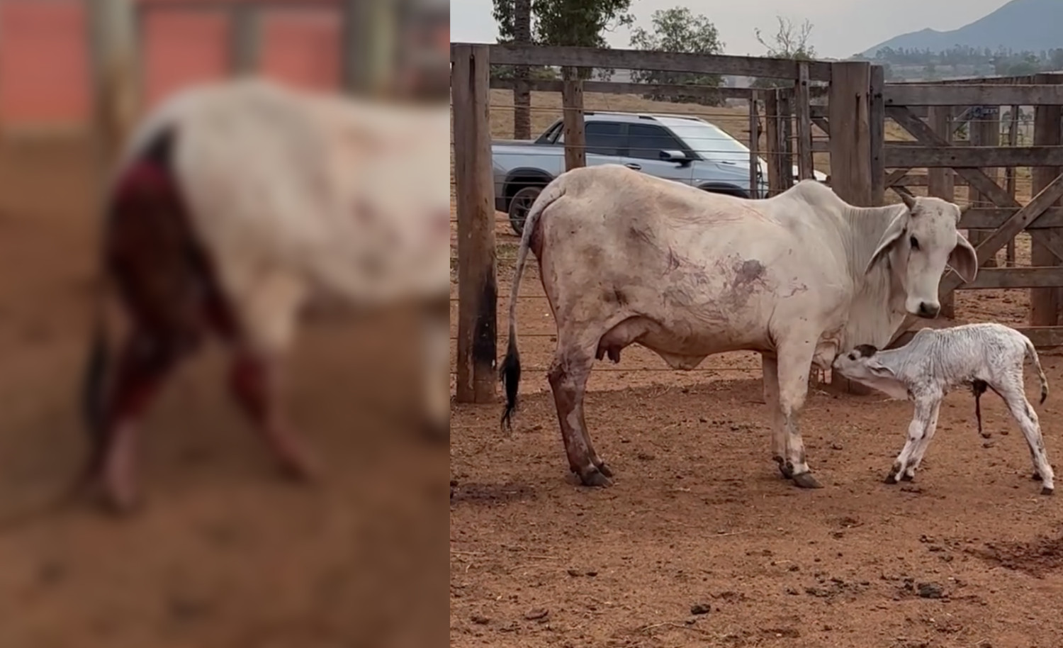 prolapso uterino de vaca nelore pos parto