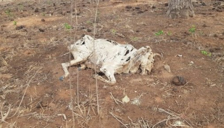 rebanho morre com seca no Pantanal ms