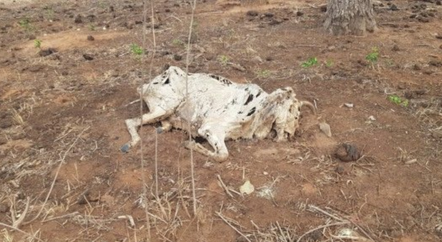 rebanho morre com seca no Pantanal ms