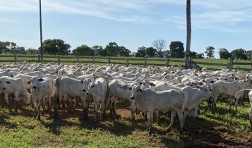 taxa de prenhez alltech