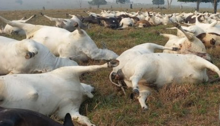 temporal mata quase 100 cabecas de gado na rondonia