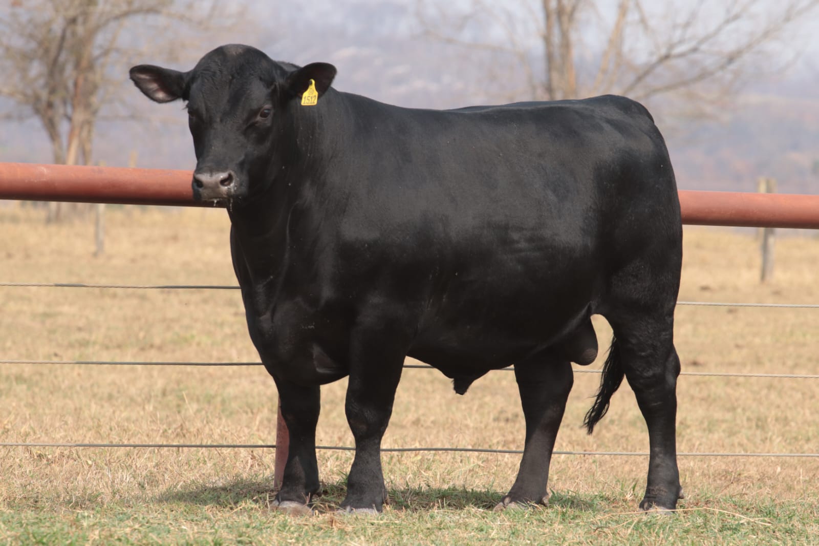 touro Angus VPJ AMERICAN TEI1512