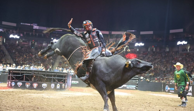 touro de rodeio montado por peao de rodeio na PBR