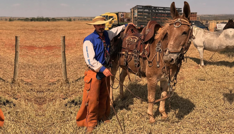 transporte de equinos - equideos - mulas - muladeiros - caminhao de boi