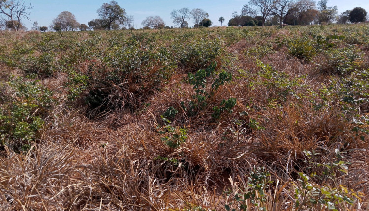 Pesquisa destaca como práticas agrícolas sustentáveis mantêm a porosidade do solo no Cerrado