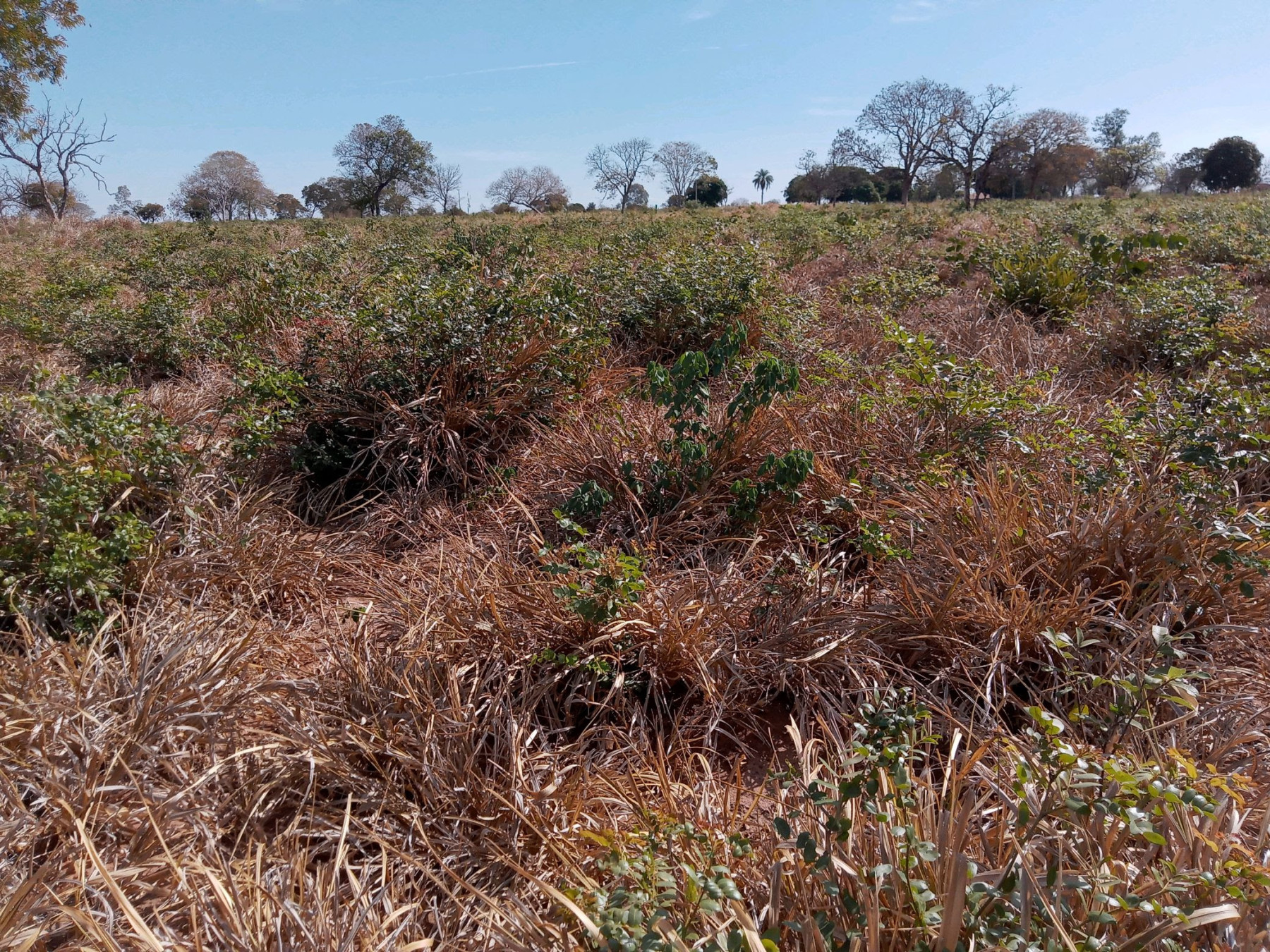 Pesquisa destaca como práticas agrícolas sustentáveis mantêm a porosidade do solo no Cerrado