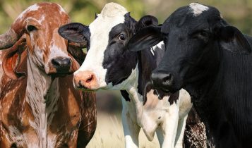 Cio silencioso em vacas: por que a inseminação não dá resultado