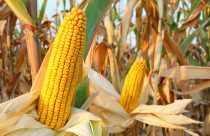 EUA vendem 685,8 mil t de milho da safra 2025/26, mostra USDA