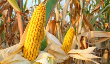 EUA vendem 685,8 mil t de milho da safra 2025/26, mostra USDA