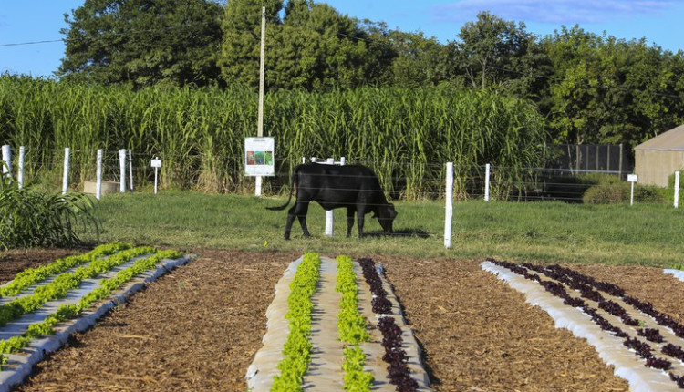 Mais crédito para a reforma agrária: autorizado novo acesso ao Pronaf para assentados